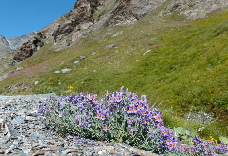 Nigritella corneliana, una regina nelle Alpi occidentali  Savoia francese   luglio 2023.